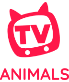 HD & 4K Quality on VocoTV